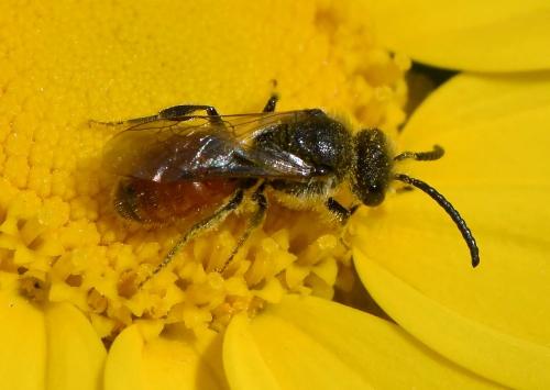Sphecodes sp.